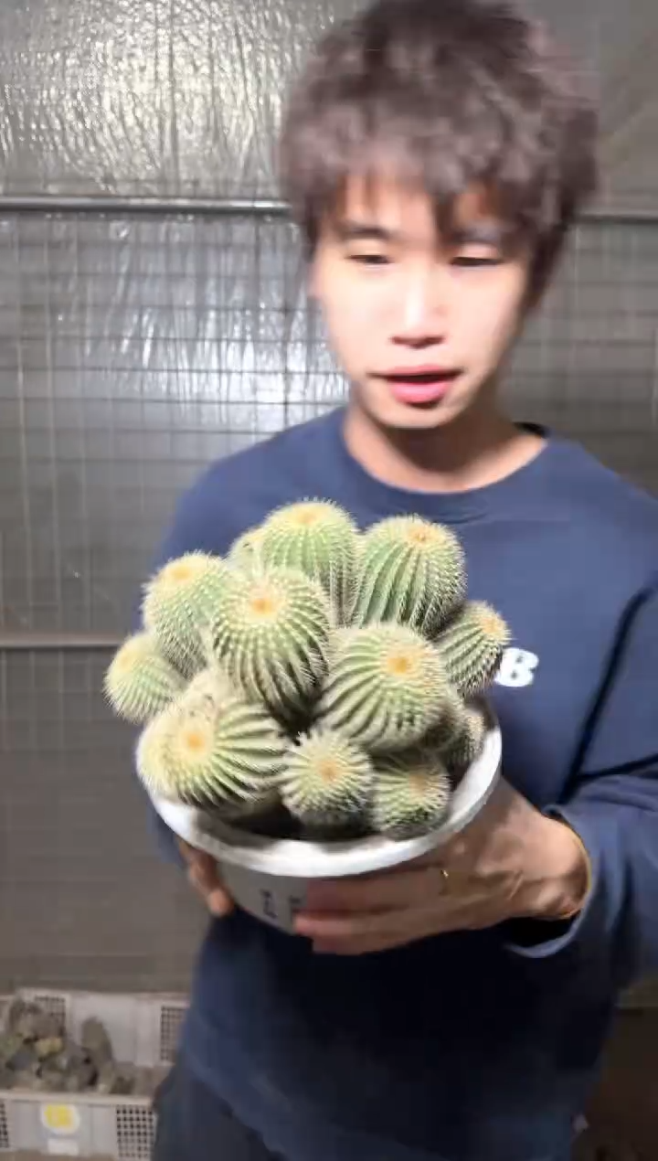 超大 金冠群生【带根】