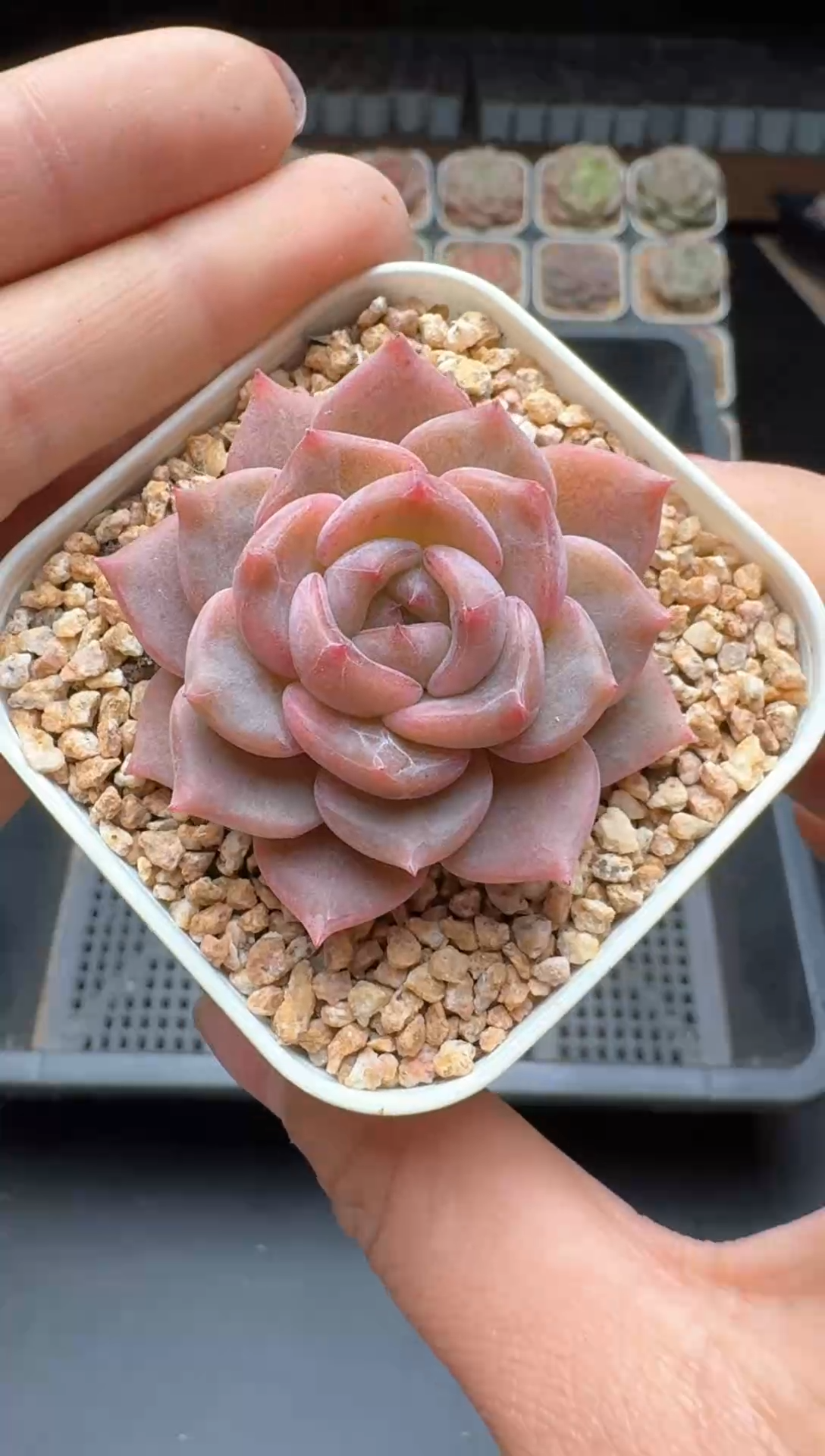 【闪购商品】183号一物一拍珍妮多肉花卉植物3颗起发