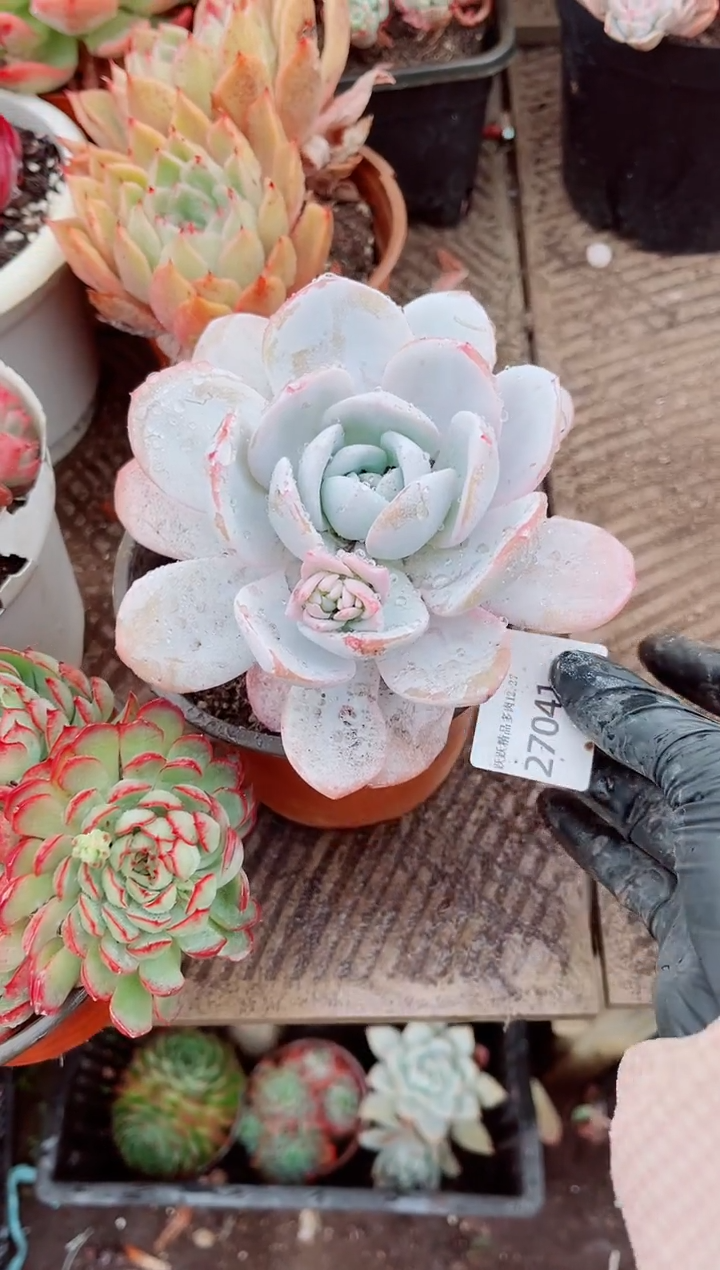 绿**瘦跃跃精品多肉27041