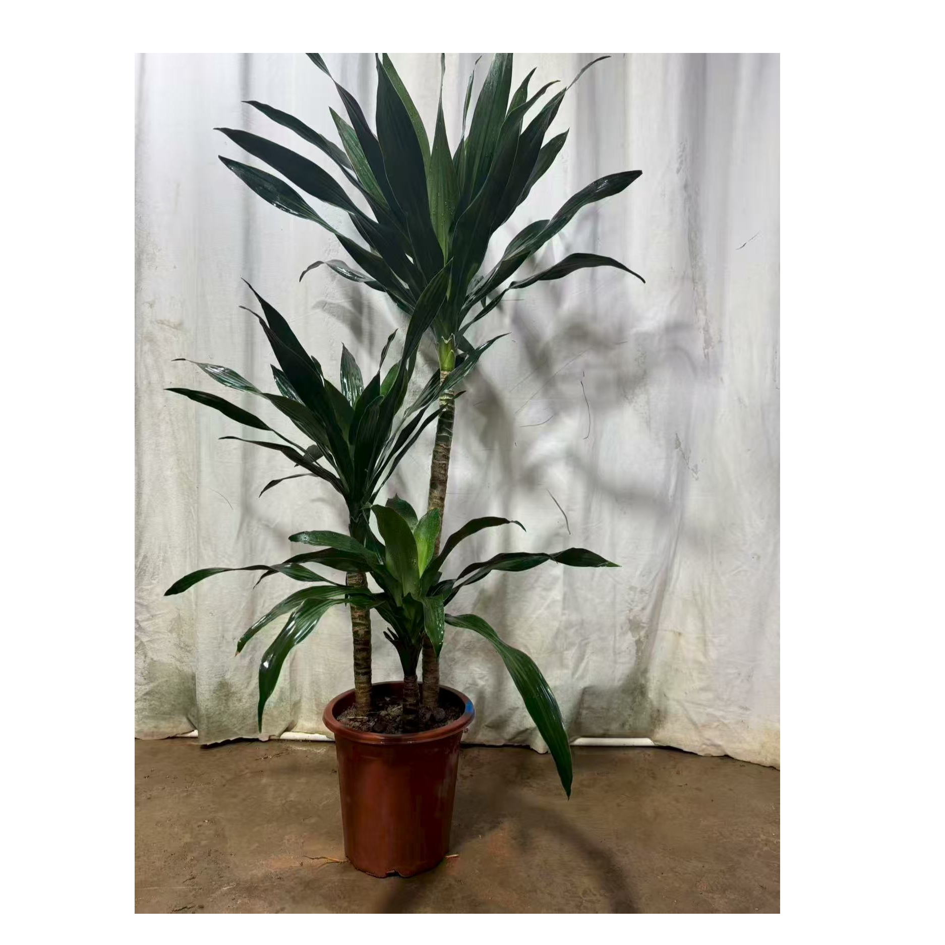 荷花美人铁室内绿植净化空气不含盆