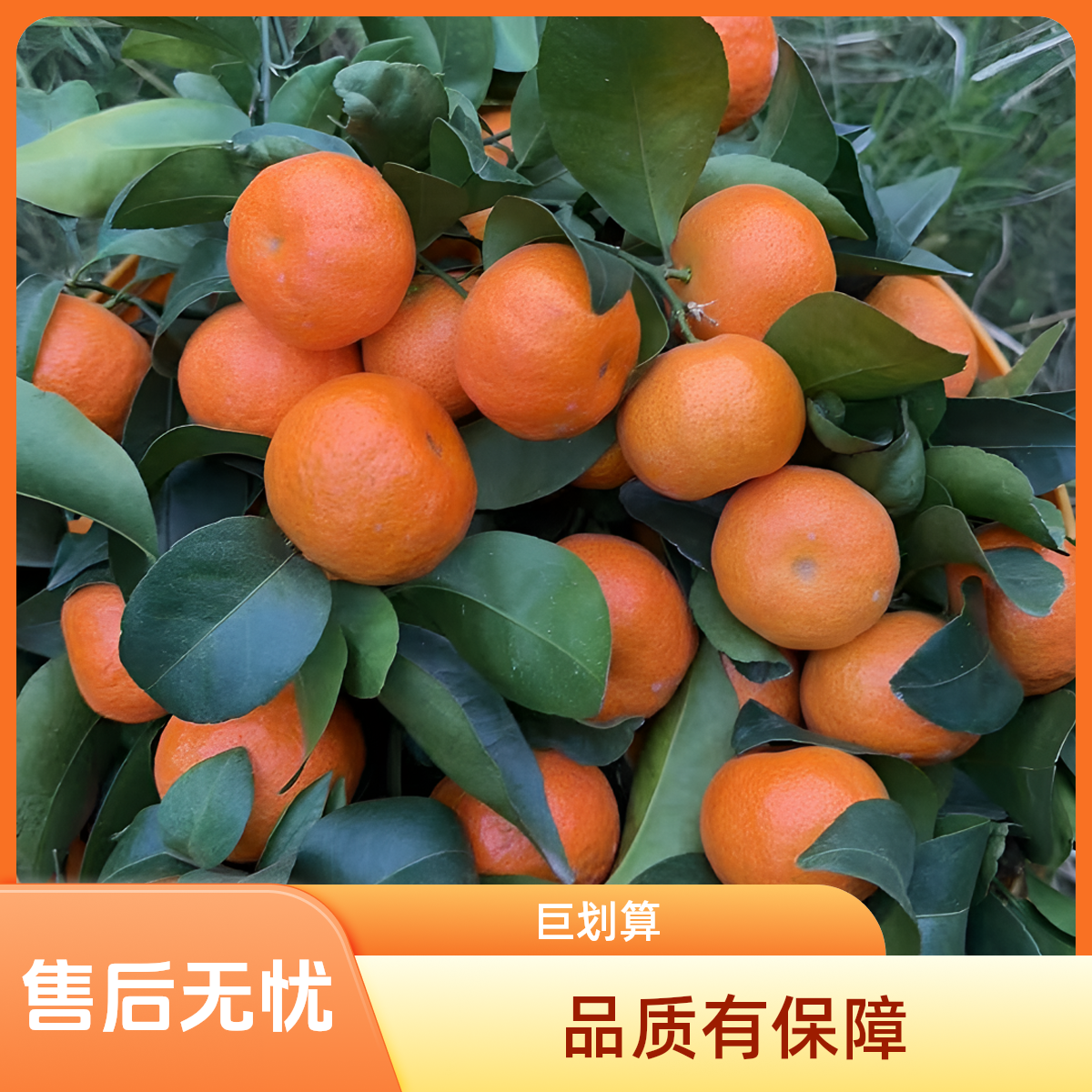 正宗广东茂名精品砂糖橘3斤新鲜砂糖橘当季水果无籽无渣广东省