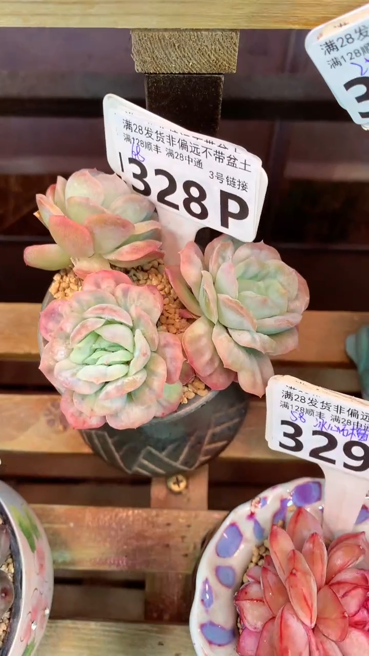 328P（一物一拍，精品多肉，所见即所得 ）