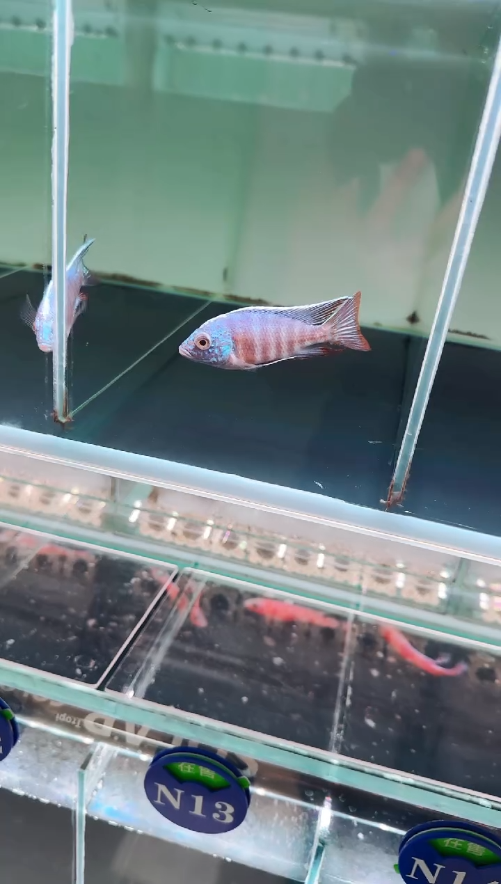 慈鲷鱼荧光蓝8-9cm一条