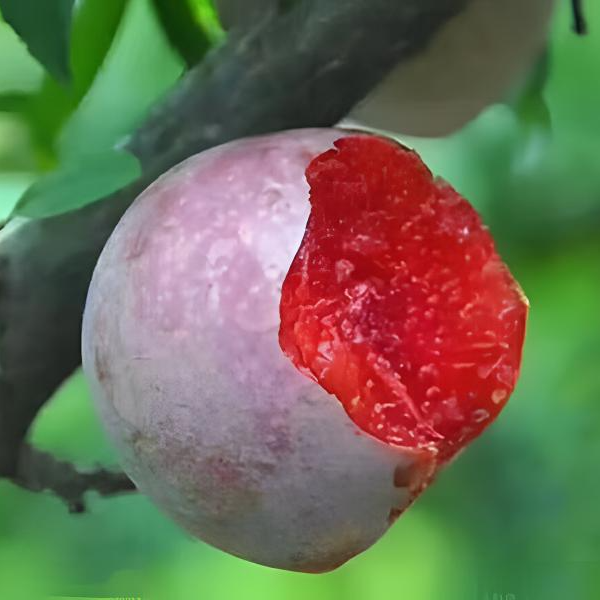 【桃形李】脆口超甜李子裸根南北方庭院盆栽地栽阳台种植嫁接苗