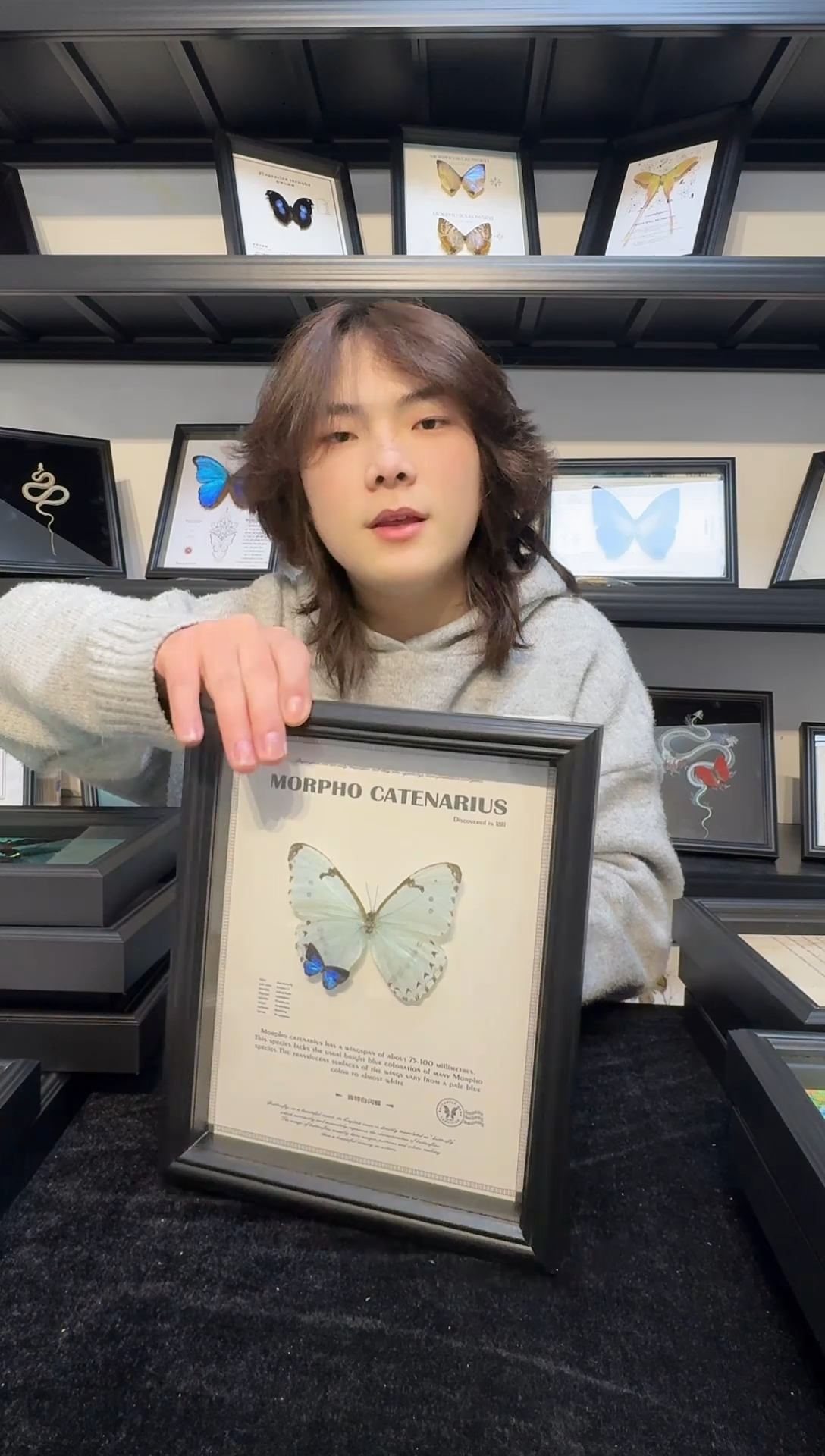 玻璃真实蝴蝶标本