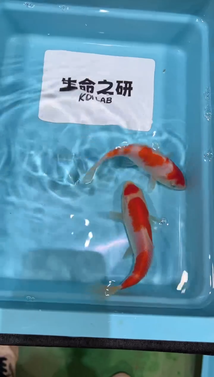 锦鲤坂井血统小当岁