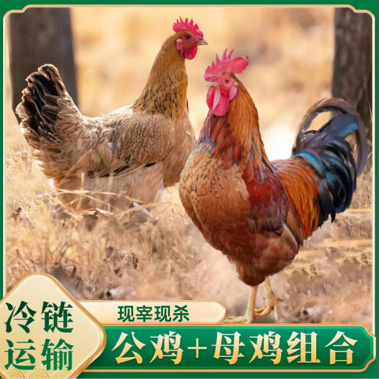 散养大公鸡1只+母鸡1只现宰净重7斤左右极速锁冻现货速发次日达【君姐】
