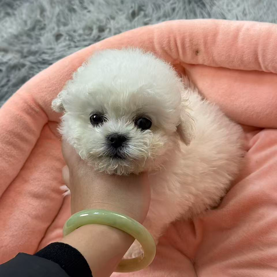 小体比熊妹妹2号两针疫苗无瑕疵