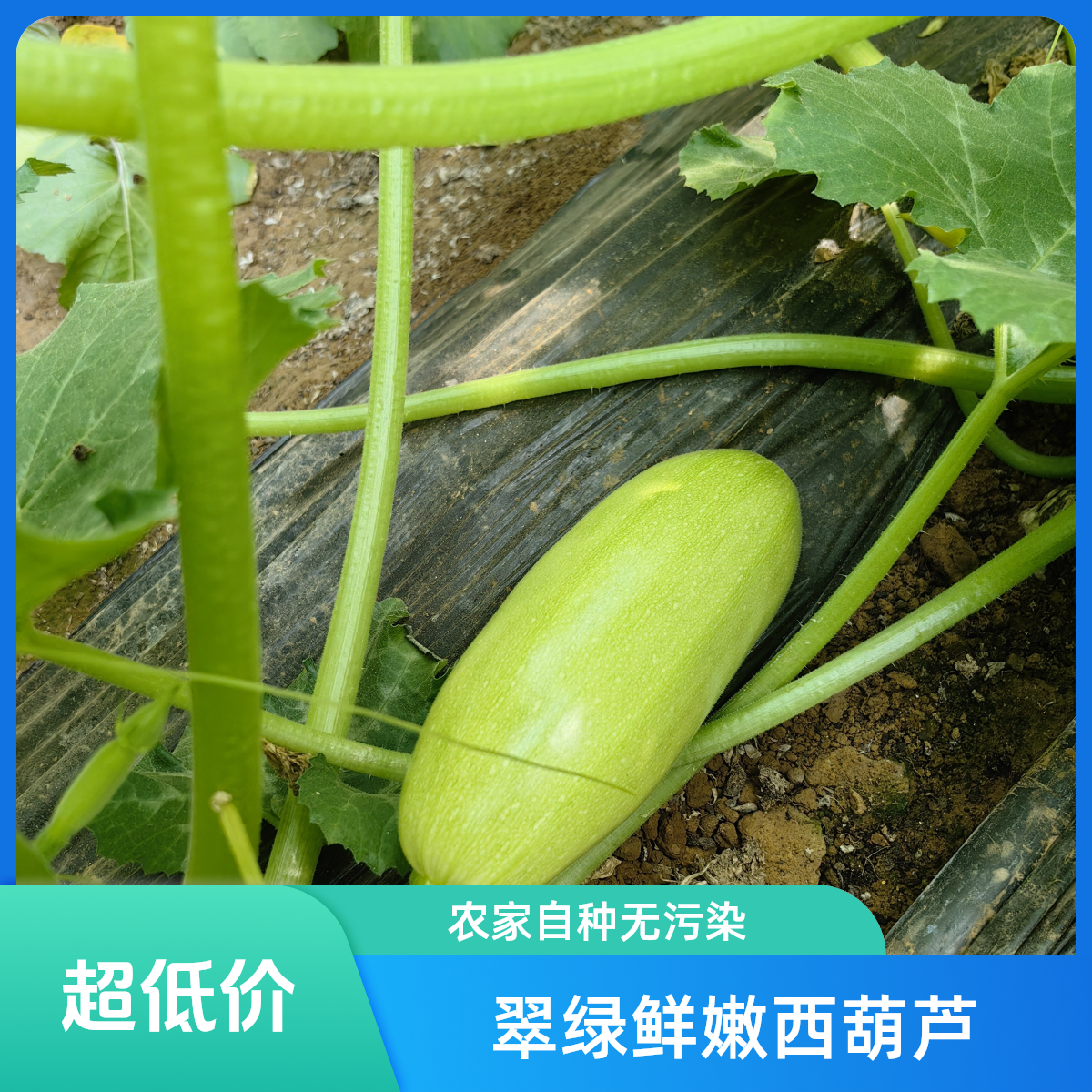 密云本地水果西葫芦，现摘现发，新鲜蔬菜3斤