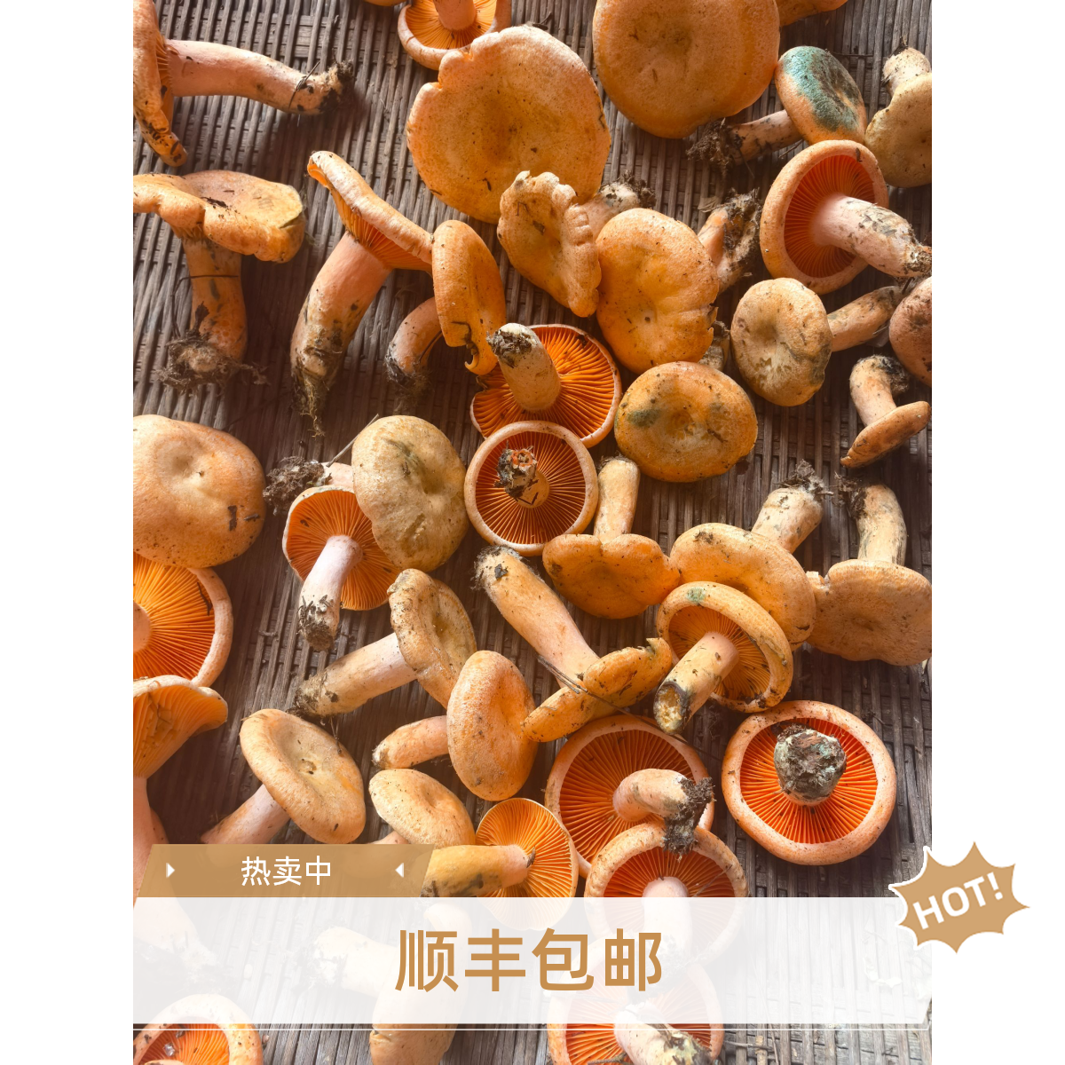 野生现捡顺丰包邮新鲜黄枞菌谷熟菌三九菇松树菌松乳菇重阳菌寒菌