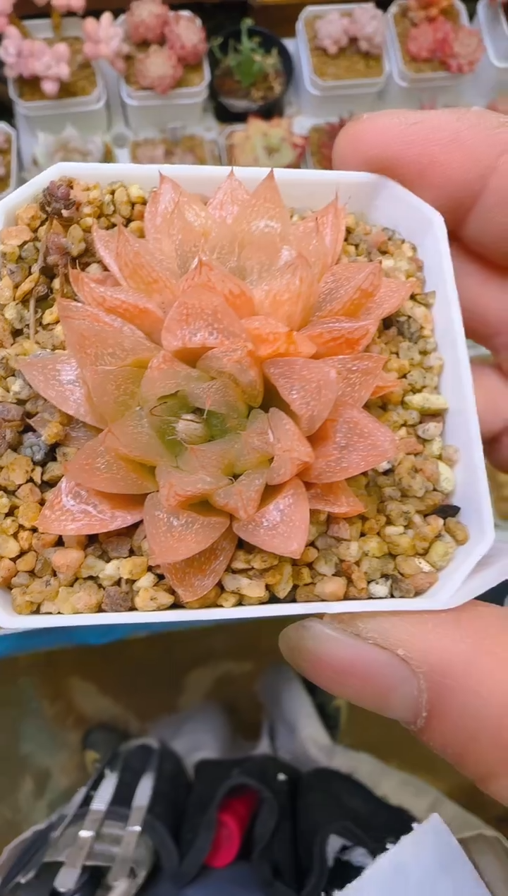 【闪购商品】福—476—仙农（雪花玉露）