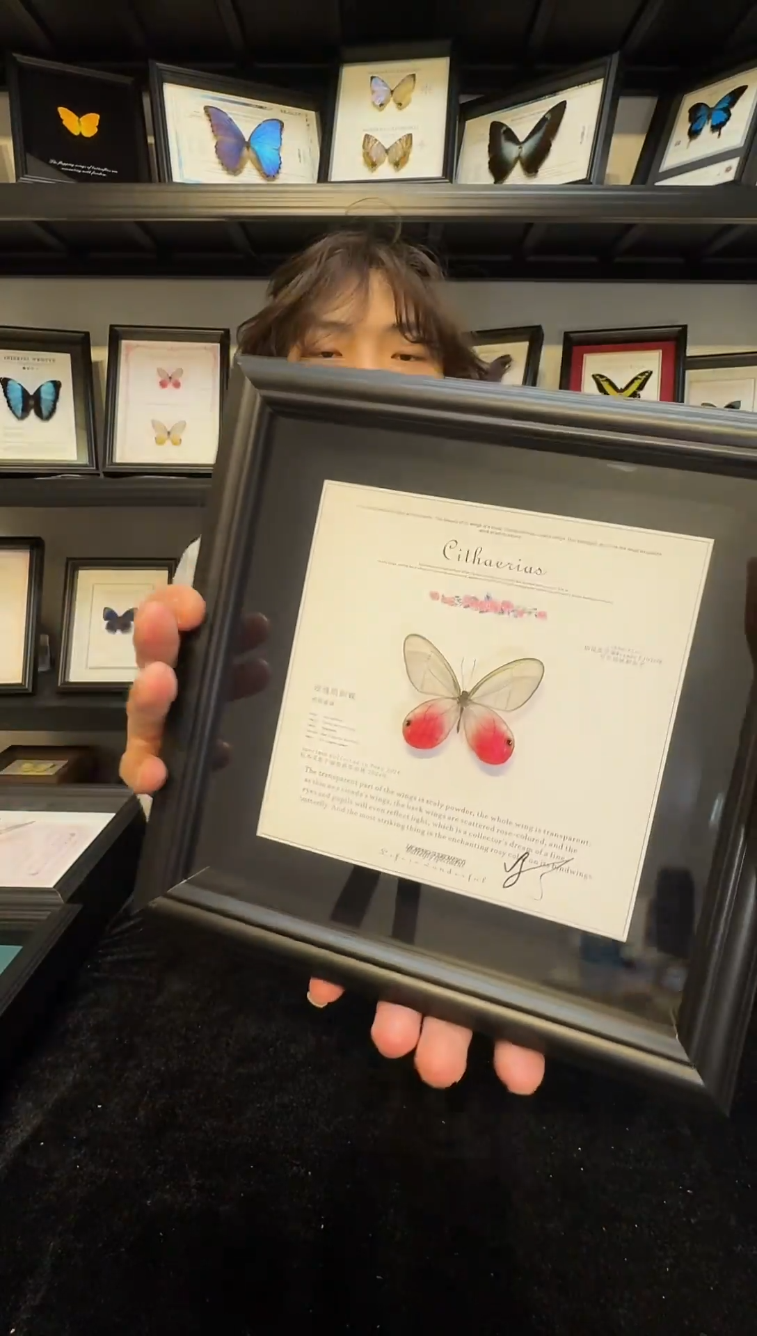 玻璃真实蝴蝶标本