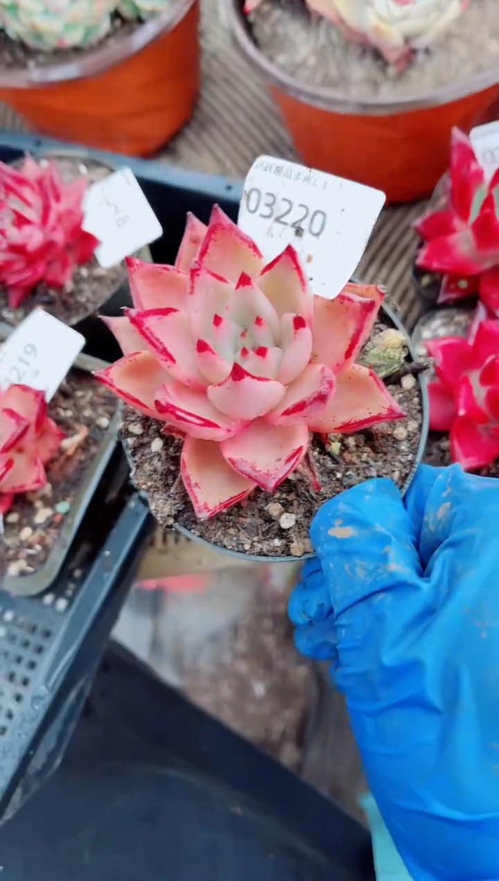 轻*扬跃跃精品多肉03220