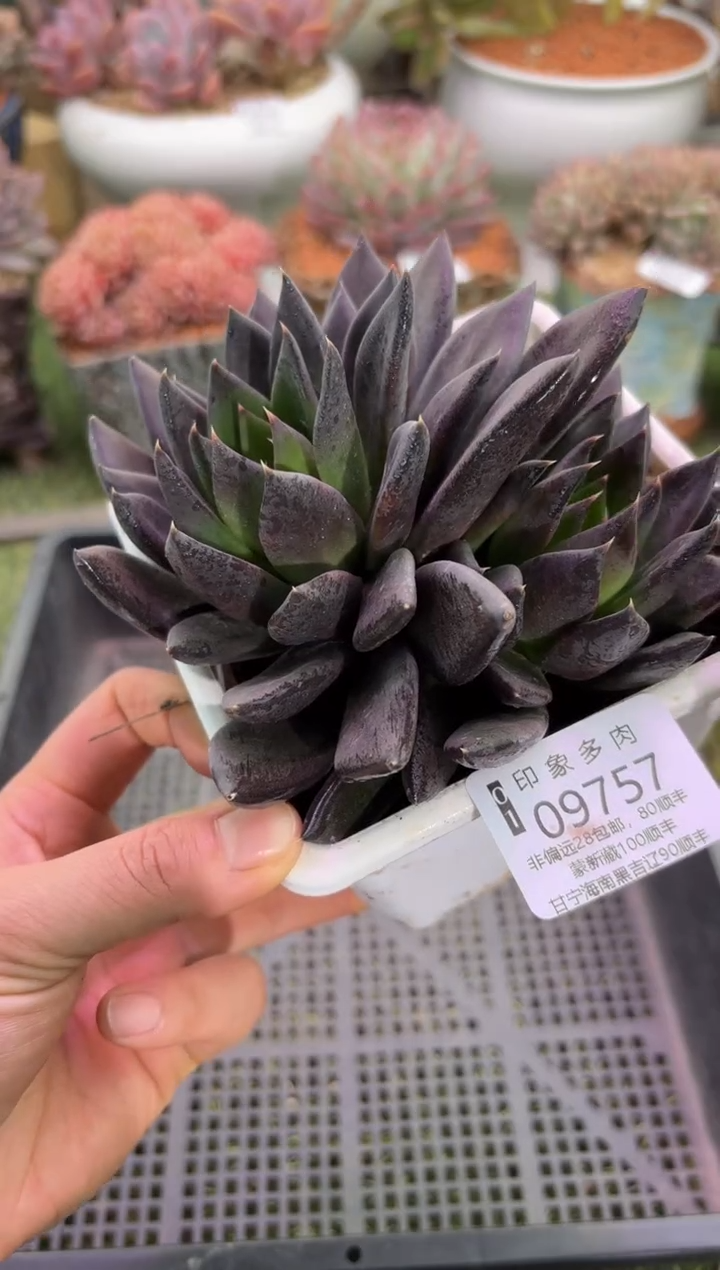 【闪购商品】09757