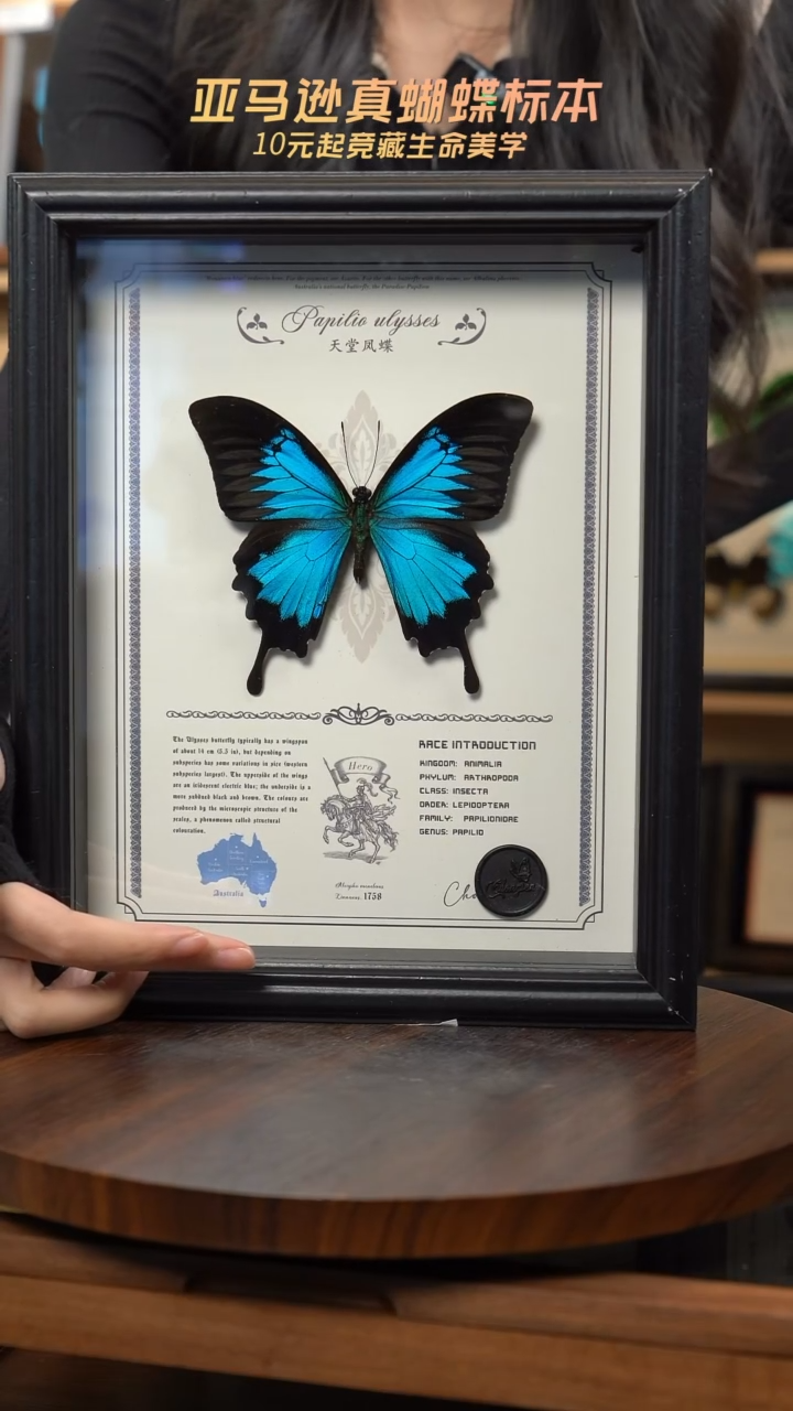 天堂凤蝶虫逢艺术款10寸