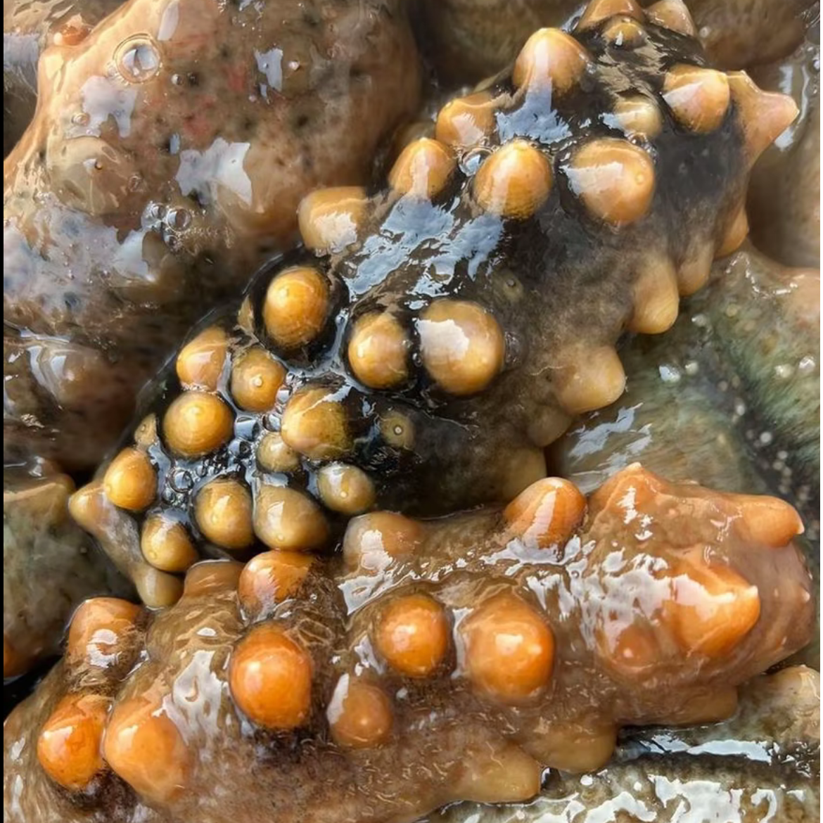 大连长海县深海活参（冻煮海参）