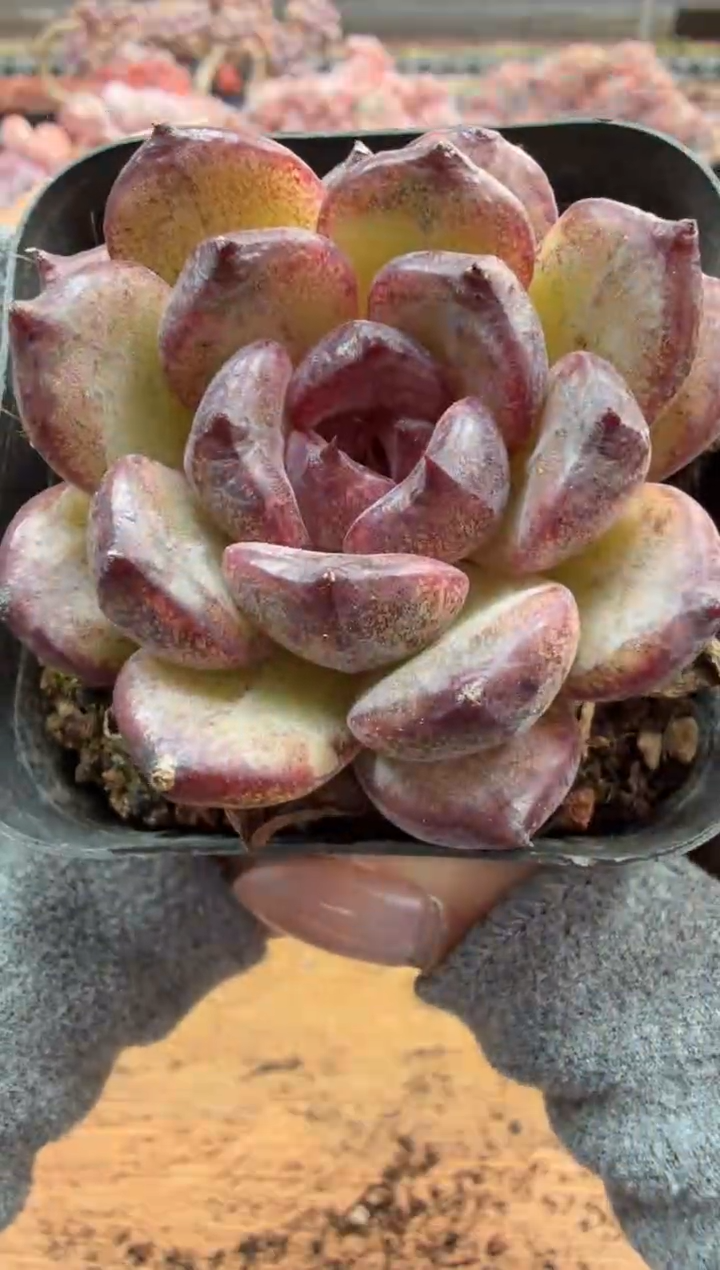 东云多肉园二店-198