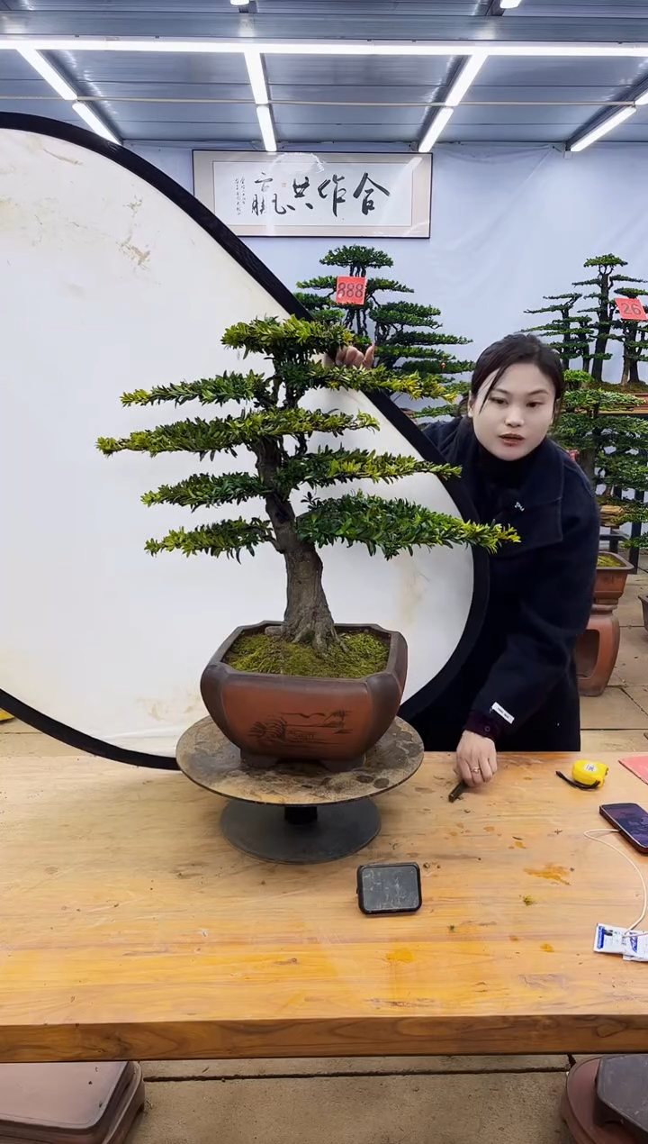 【闪购商品】高端盆景一物一拍，所见即所得