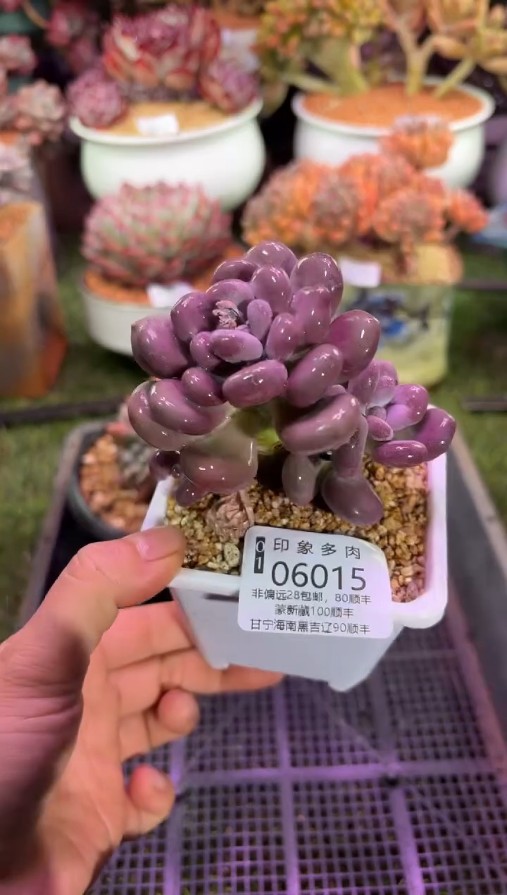 【闪购商品】06015