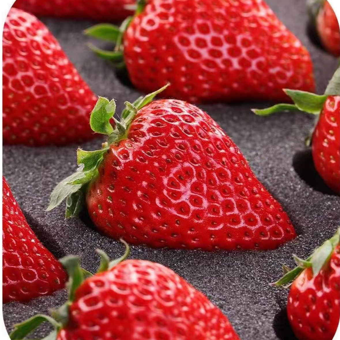 鱿鱼丝专属九九核心产区现摘现发顺丰发货香甜饱满