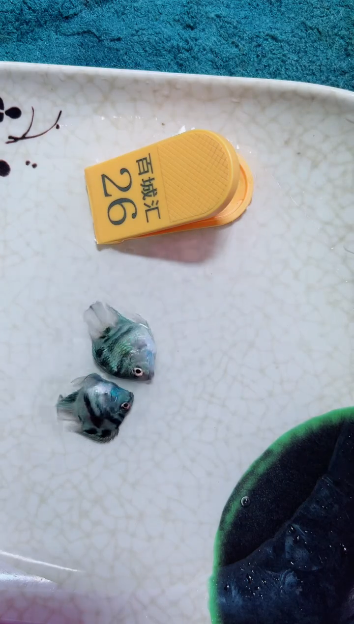 鹦鹉鱼121212121212121