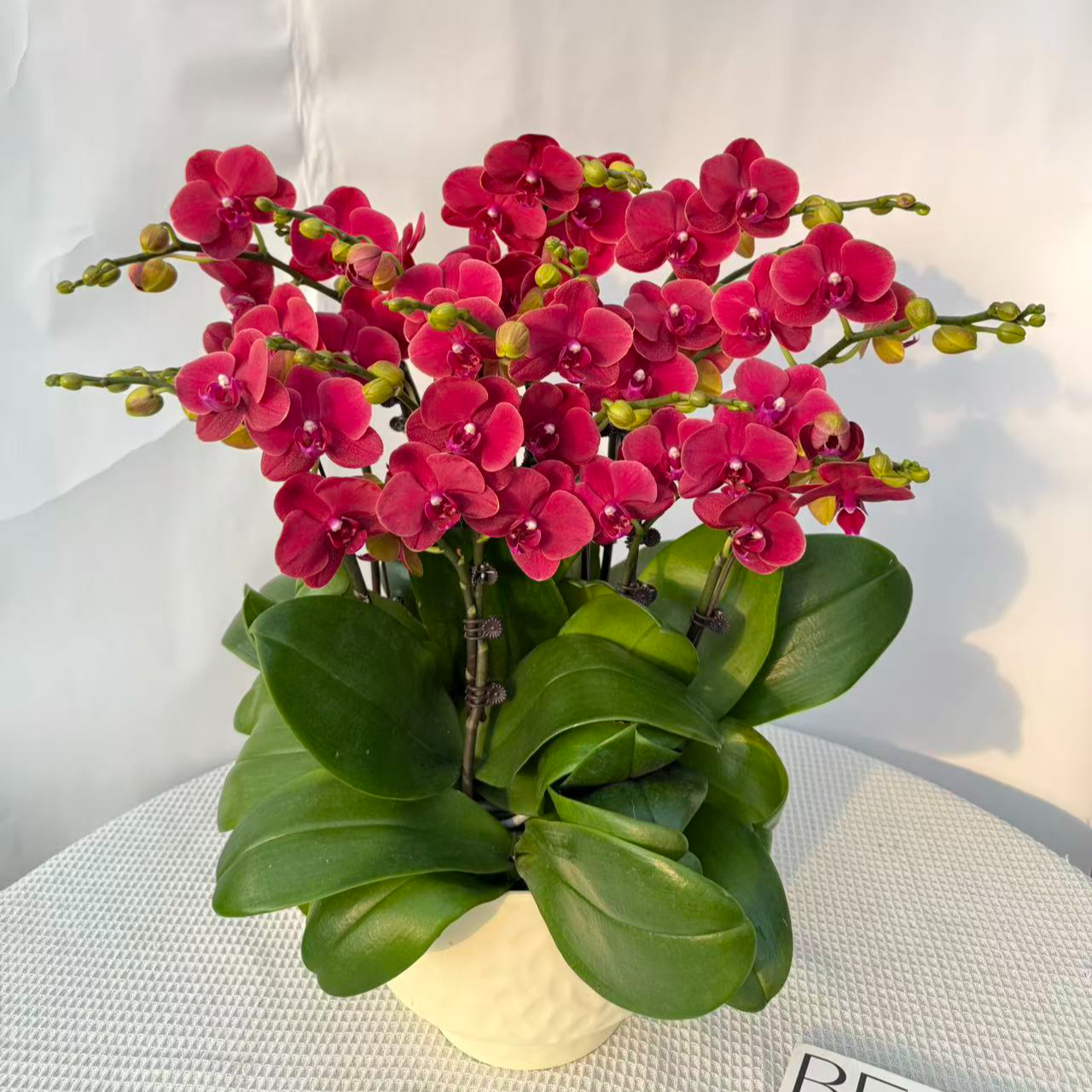 蝴蝶兰《红金桔》正红色 年宵花 开业乔迁婚嫁 送人送礼 基地直发