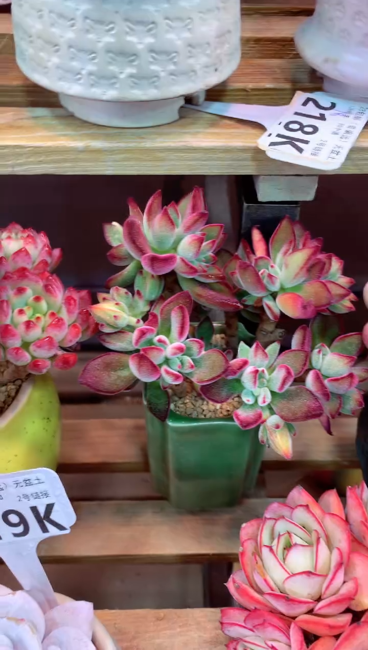 218K（一物一拍，精品多肉，所见即所得 ）