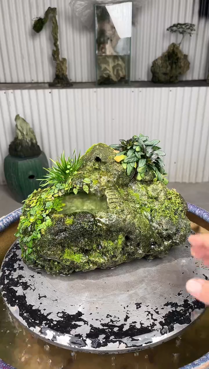 吴定石一物一拍专属