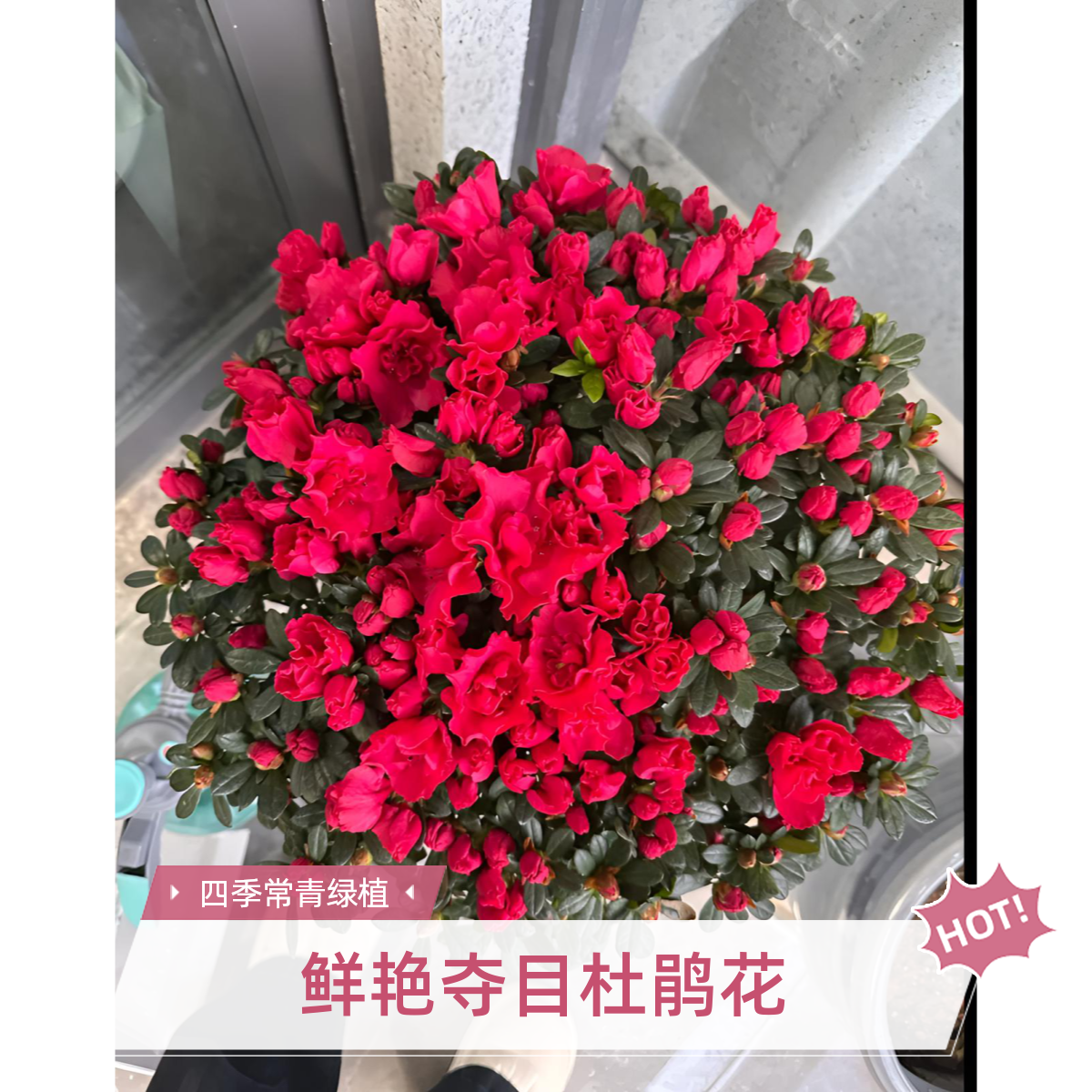 【一物一拍】红宝石杜鹃花盆栽四季开花室内外好养阳台绿植花卉顺丰