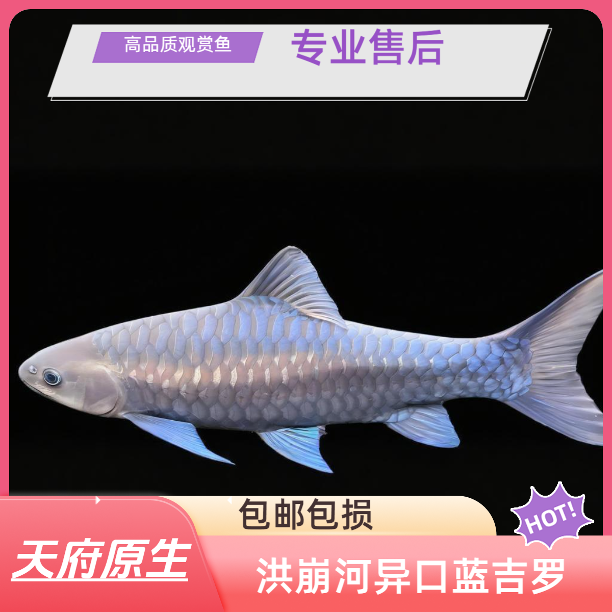 洪崩河异口蓝吉罗蓝吉罗鱼保真保野