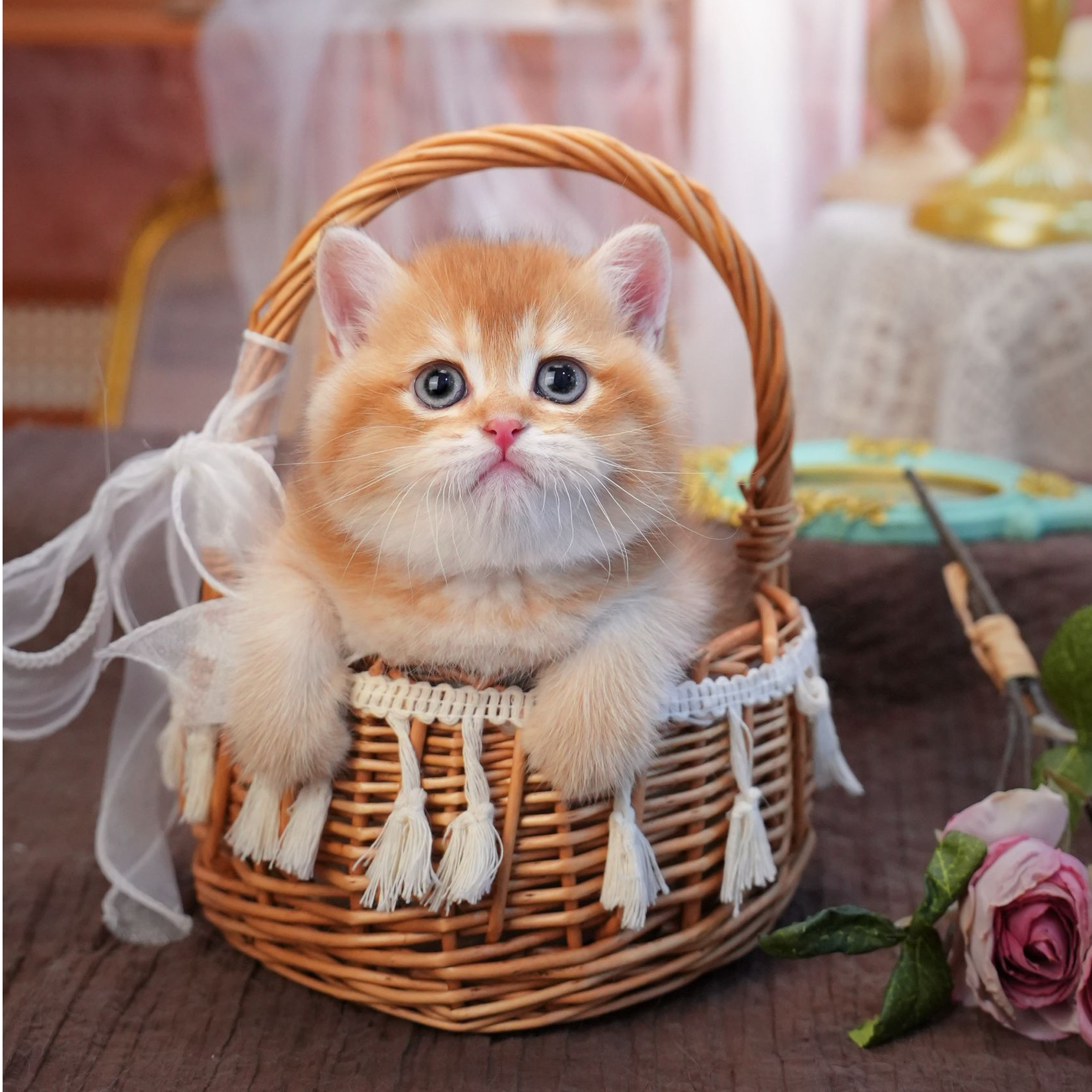 【沅姐的熊版猫】金渐层蓝金紫金曼基康拿破仑幼猫