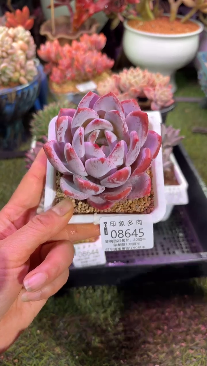 【闪购商品】08645