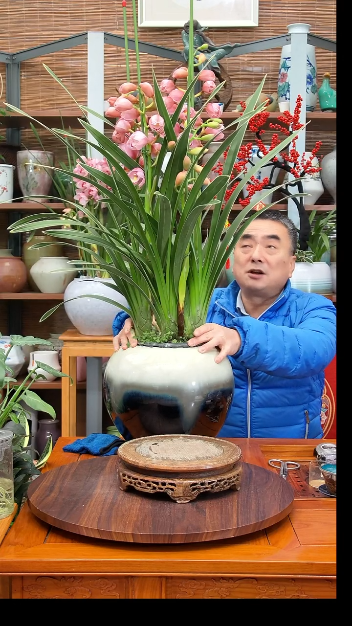 无花朵明**金水之韵水培兰花不带瓶