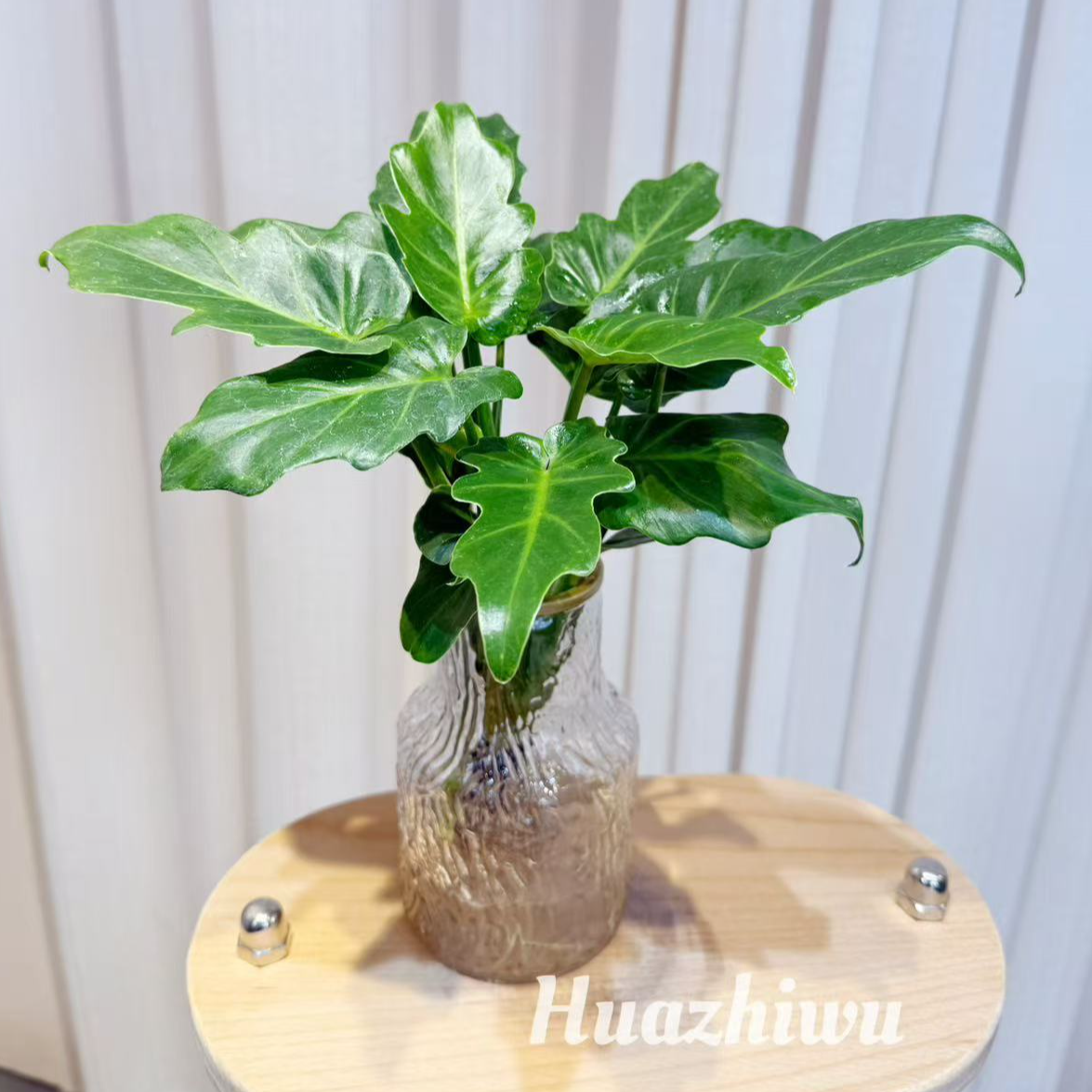  小天使春羽水培植物室内好养绿植盆栽净化空气除甲醛