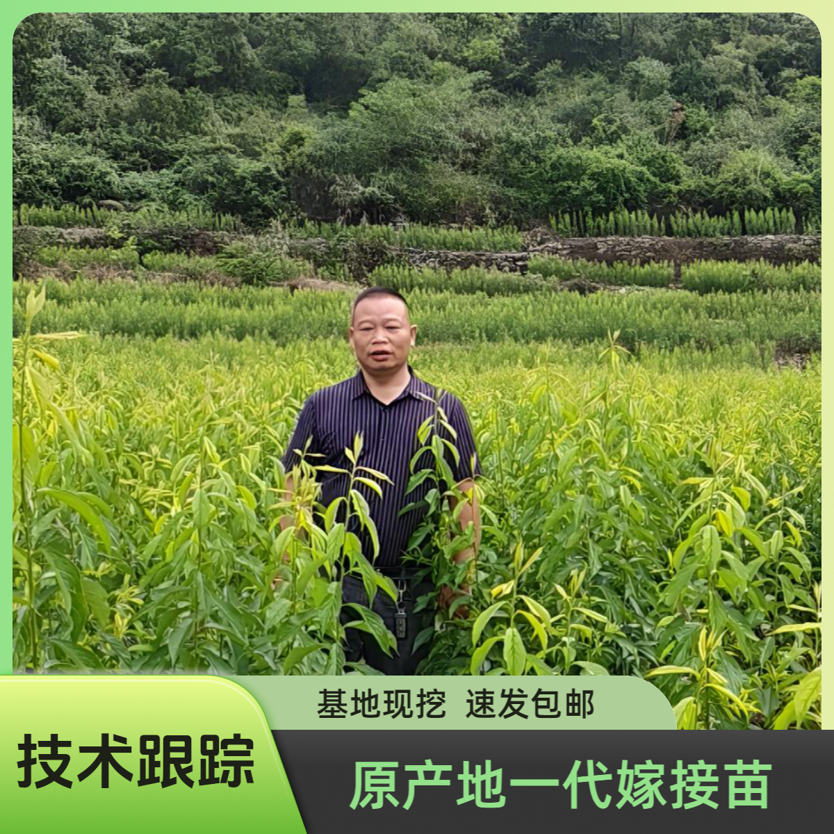 乾益果贵州六马蜂糖李一代嫁接苗现挖基地直发包邮送技术李子跟踪