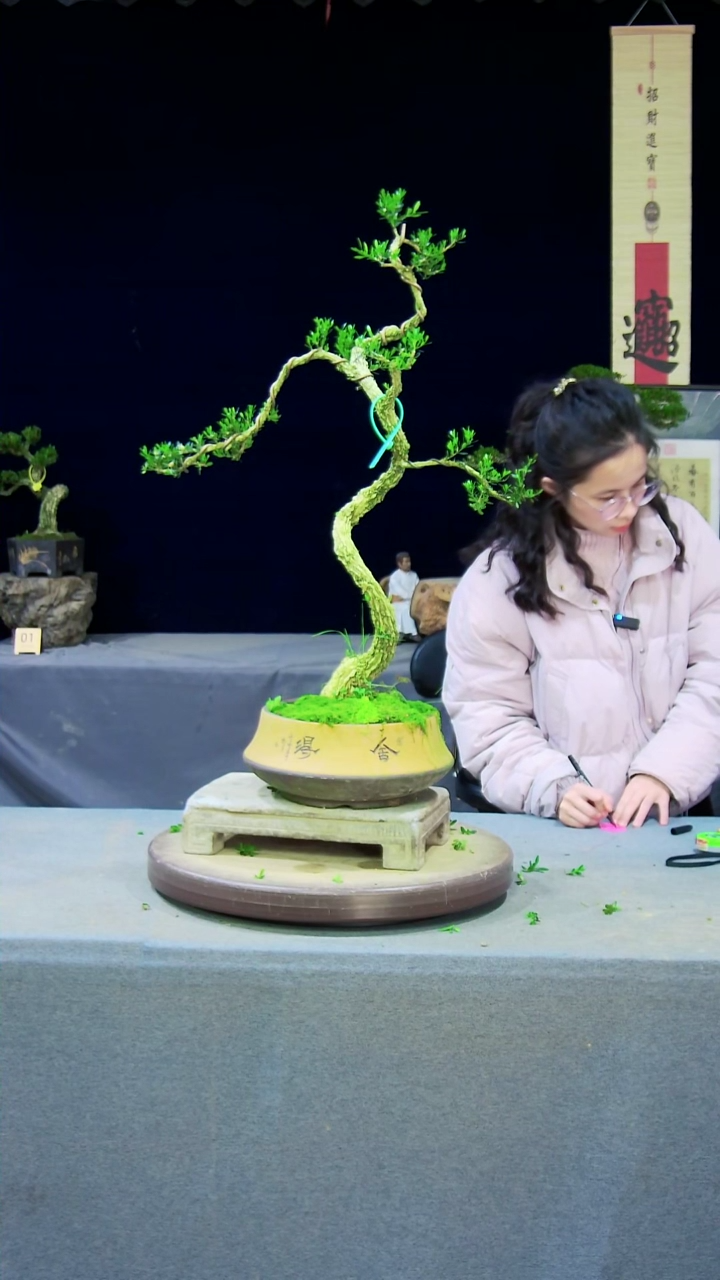 【闪购商品】黄杨盆景黄杨盆景
