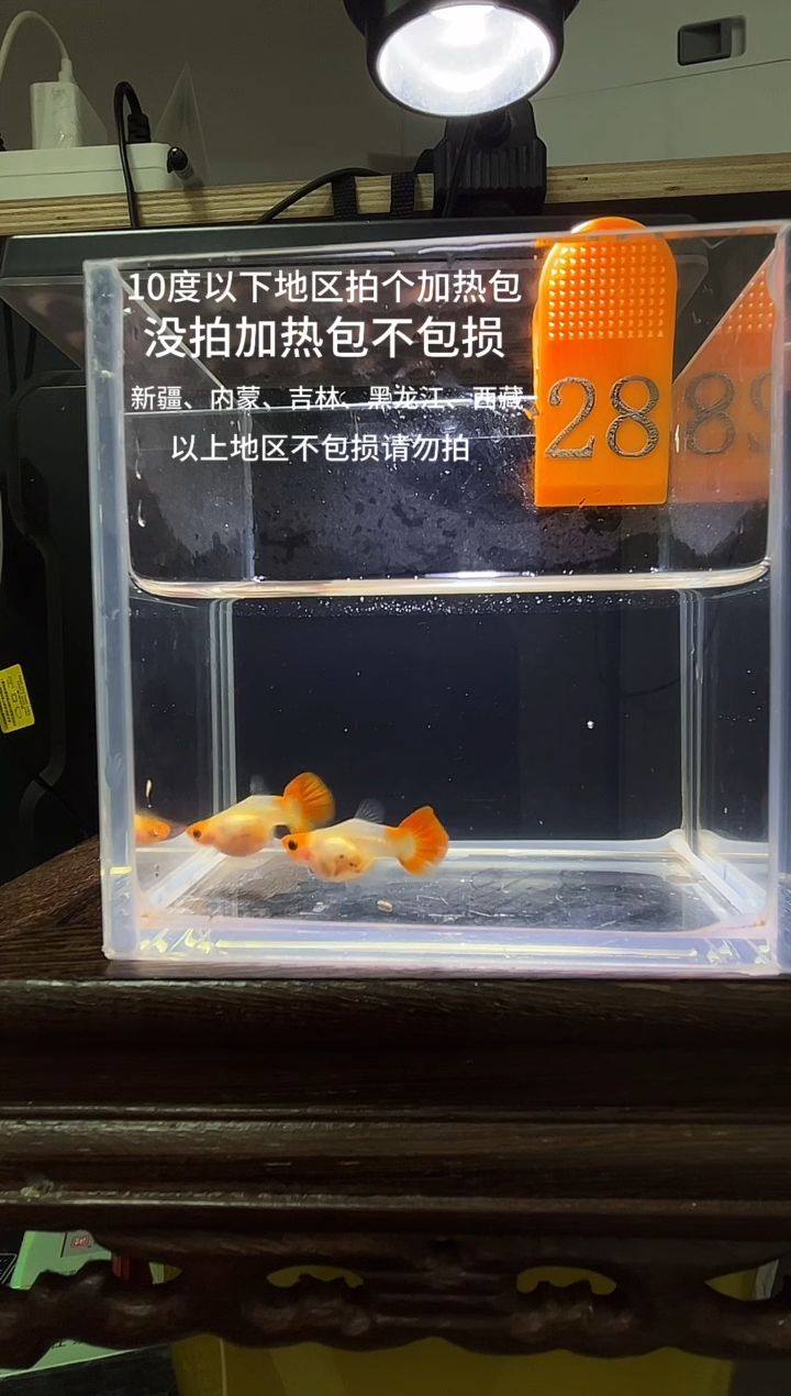 孔雀鱼深海蓝玻璃猫普通体28