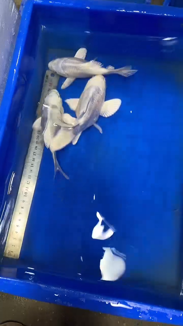 蝴蝶鲤鱼胡**图蝴蝶鲤直播选鱼专用链接 凭开箱视频售后