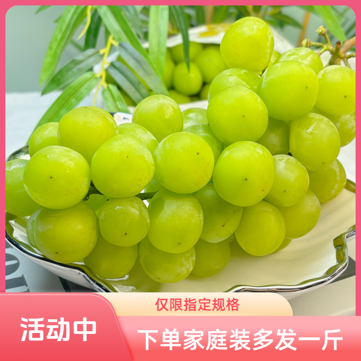 福建阳光玫瑰纯甜无酸花香气浓郁不齁甜生态种植绿色认证小颗粒