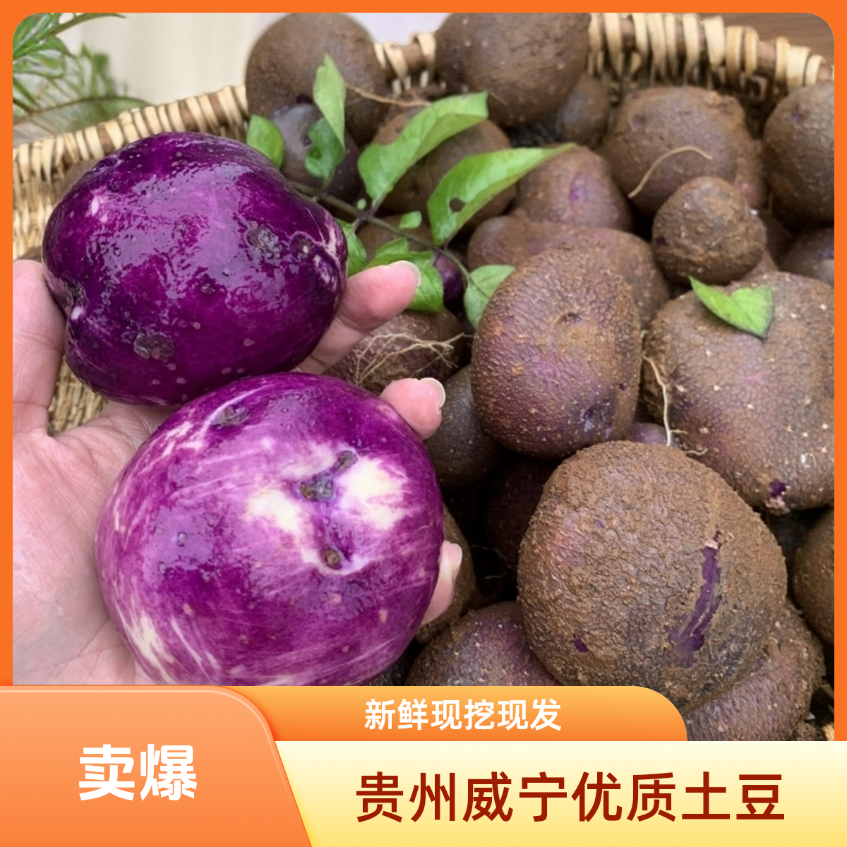 贵州威宁高山专心乌新洋芋2500g包邮农家土豆营养紫色多种自种