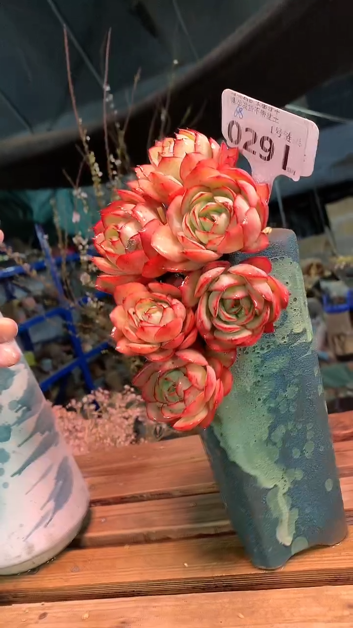 【闪购商品】029LLL