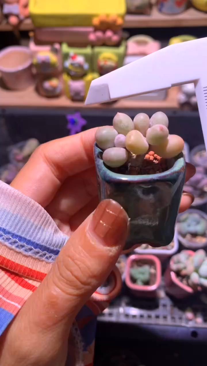 彩虹奶酪，满28包邮，不满发一个叶片到付