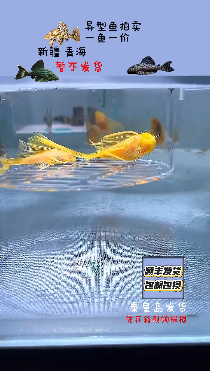 清道夫鱼一对不包入缸损100