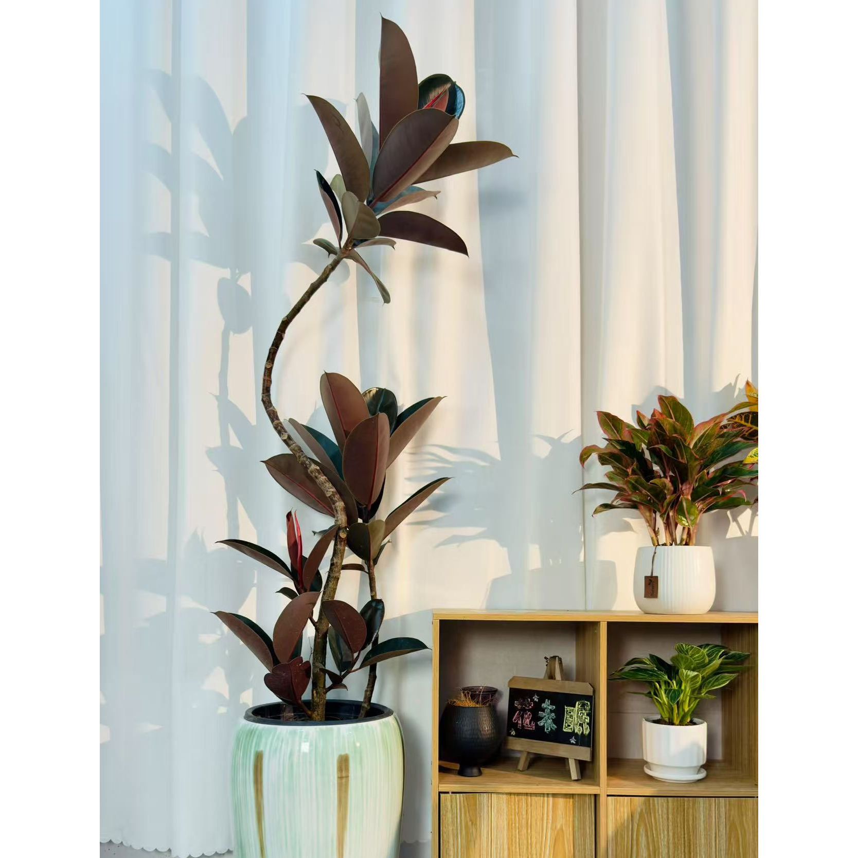 造型黑金刚橡皮树绿植超大盆栽客厅高档绿植吸甲醛高级感橡皮树