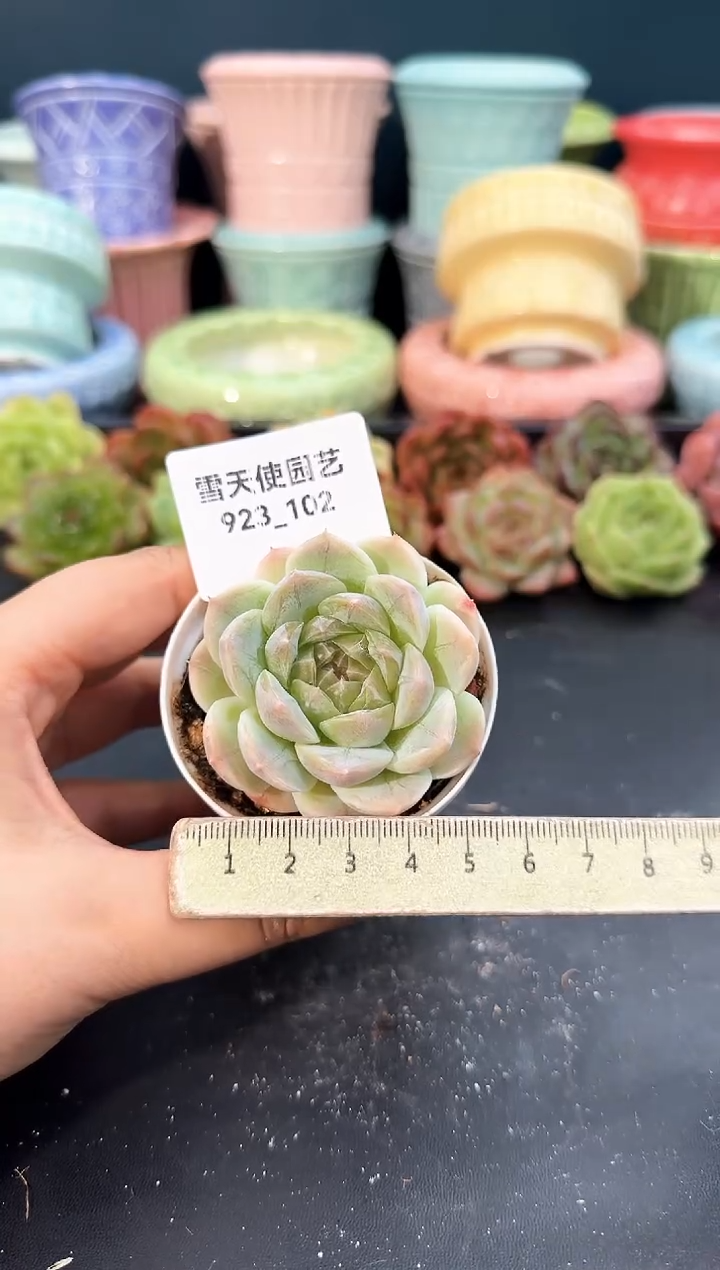 923-102青山（冠幅5cm）