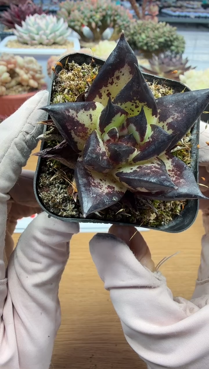 东云多肉园二店-185