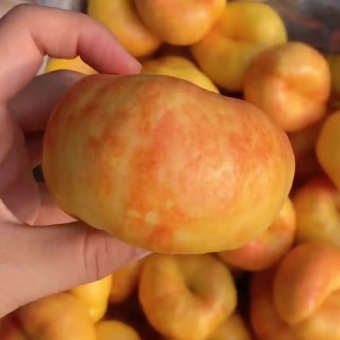1【京东、顺丰】山东沂蒙山区彩虹油蟠桃新鲜应季现摘现发甜嫩多汁水