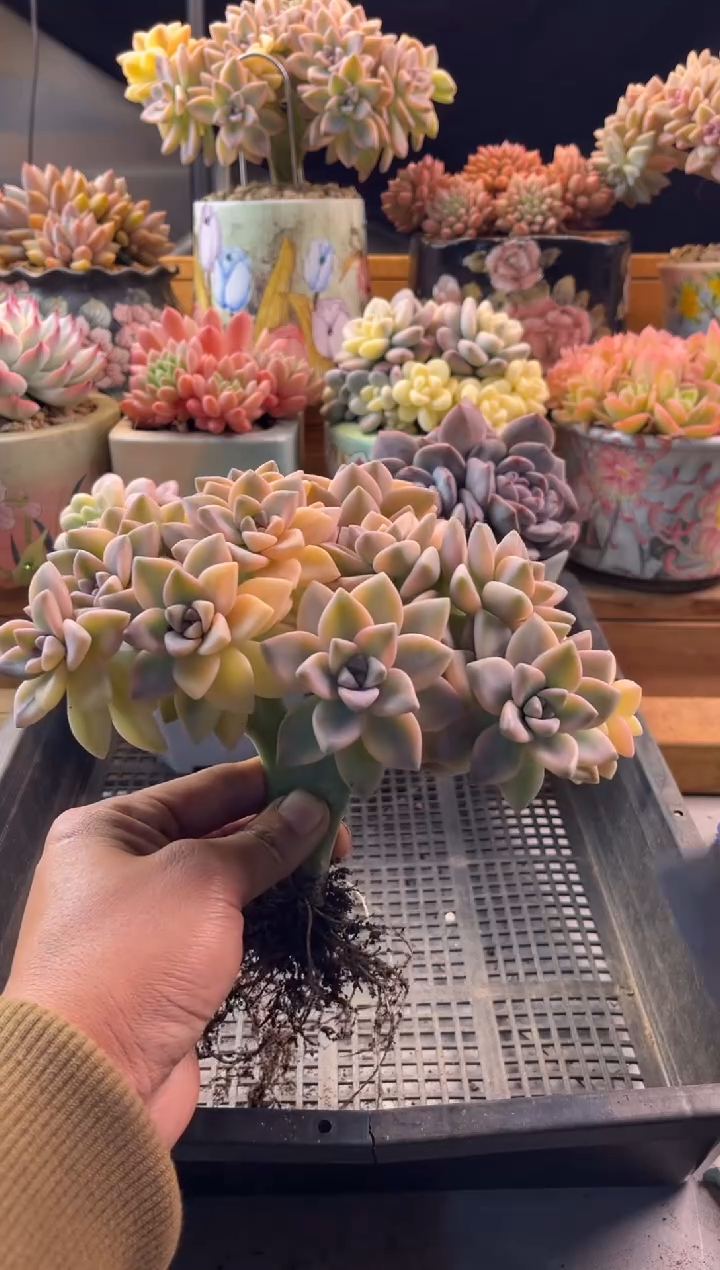 苦**?11.21-22淡雪锦缀化1111111111