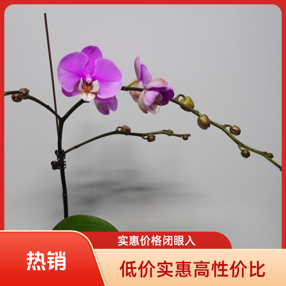 繁星里蝴蝶兰【安娜3.5寸】 带花带花苞开花珠发货