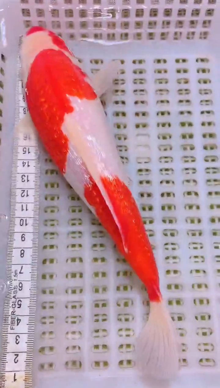 锦鲤冷水观赏鱼全场包邮28